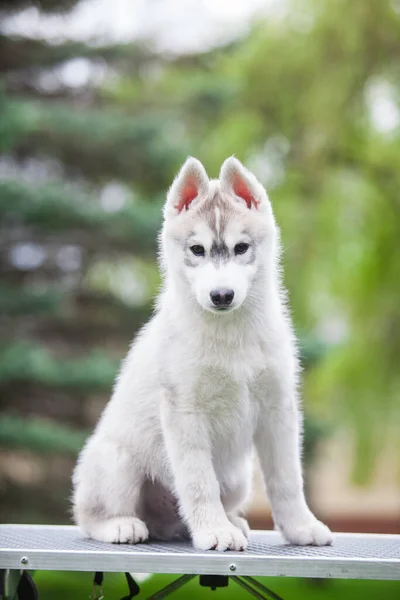 Szibériai Husky Kiskutya Parkban — Stock Fotó