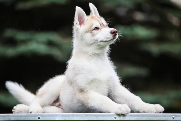 公園にいるシベリアのハスキー子犬 — ストック写真