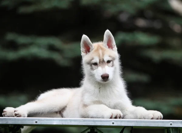 Cachorro Husky Siberiano Parque —  Fotos de Stock