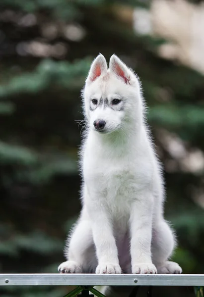 Szibériai Husky Kiskutya Parkban — Stock Fotó