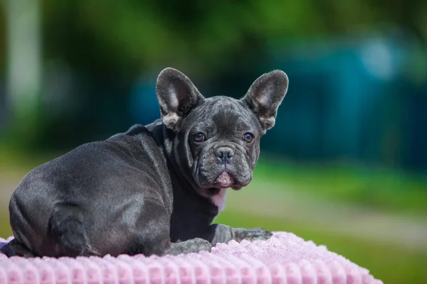 Cachorros Bulldog Francés Color Raro Con Manzanas Calabaza —  Fotos de Stock