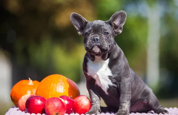 Cachorros Bulldog Francés Color Raro Con Manzanas Calabaza —  Fotos de Stock