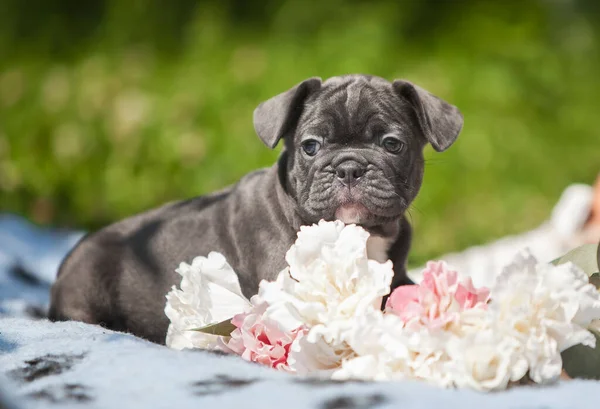 Cachorro Buldogue Francês Flores — Fotografia de Stock