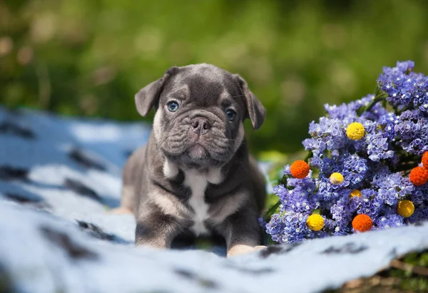 法国斗牛犬 小狗和花朵 — 图库照片