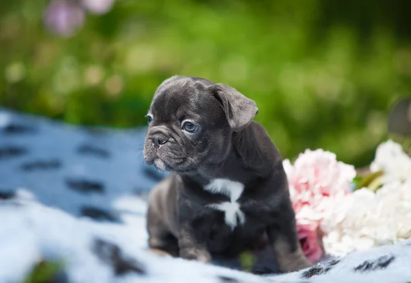 Cachorro Buldogue Francês Flores — Fotografia de Stock