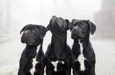 Siste üç İtalyan Cane Corso yavrusu