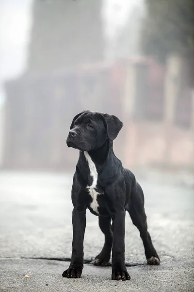 Italiano Cane Corso Cachorro Niebla — Foto de Stock