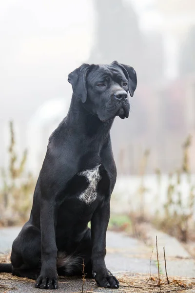 Italian Cane Corso Puppy Fog — Fotografia de Stock