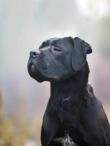 Italian Cane Corso Puppy Fog — Fotografia de Stock