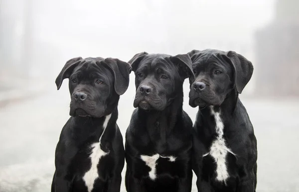 Three Italian Cane Corso Puppies Fog — Foto de Stock