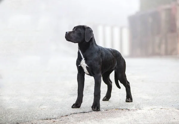 意大利肯恩科索小狗在雾中 — 图库照片
