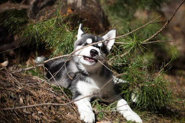 Schwarz Weißer Siberian Husky Welpe Wald — Stockfoto