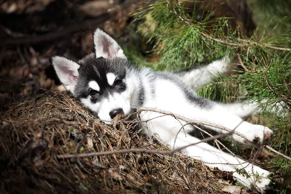 Black White Siberian Husky Puppy Forest — ストック写真