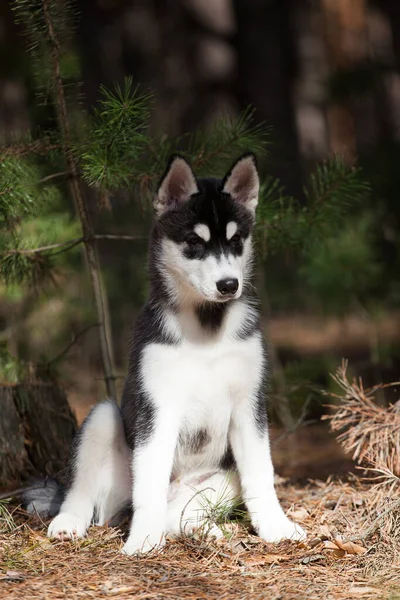 Cachorrinho Husky Siberiano Preto Branco Floresta — Fotografia de Stock