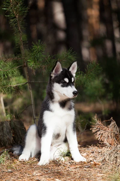 Cachorro Husky Siberiano Blanco Negro Bosque — Foto de Stock