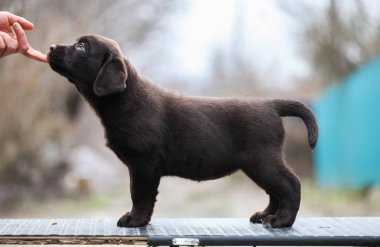 Siyah labrador sabitlendi.