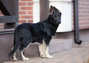 Küçük çoban köpeği geleceğin koruyucusu.
