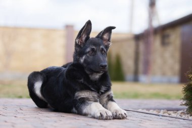 Küçük çoban köpeği geleceğin koruyucusu.