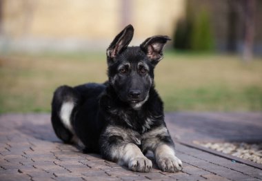 Küçük çoban köpeği geleceğin koruyucusu.