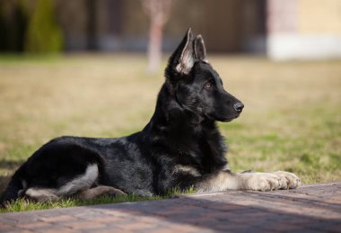 Küçük çoban köpeği geleceğin koruyucusu.