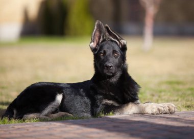 Küçük çoban köpeği geleceğin koruyucusu.