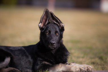 Küçük çoban köpeği geleceğin koruyucusu.