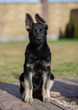 Küçük çoban köpeği geleceğin koruyucusu.