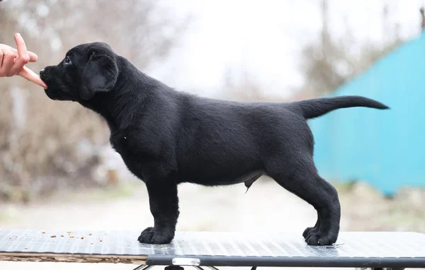 Black Labrador Retriever Estática — Fotografia de Stock