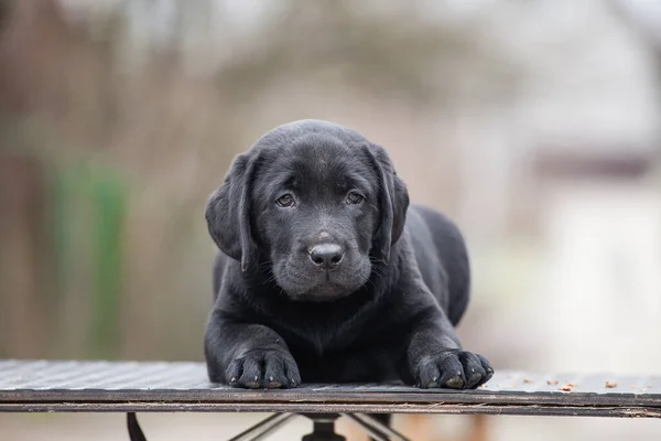 Tatlı Küçük Labrador Köpeği Yavrusu — Stok fotoğraf