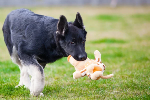 Little Shepherd Puppy Future Protector — Stok Foto