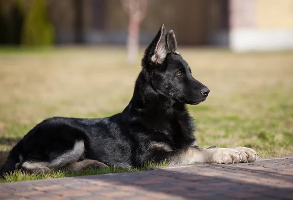 Küçük çoban köpeği geleceğin koruyucusu.