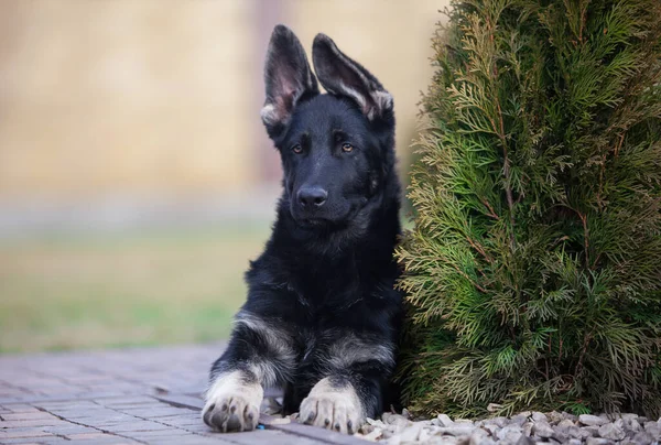 小牧羊犬未来的保护者 — 图库照片