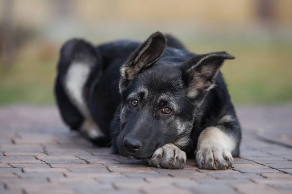 Küçük çoban köpeği geleceğin koruyucusu.
