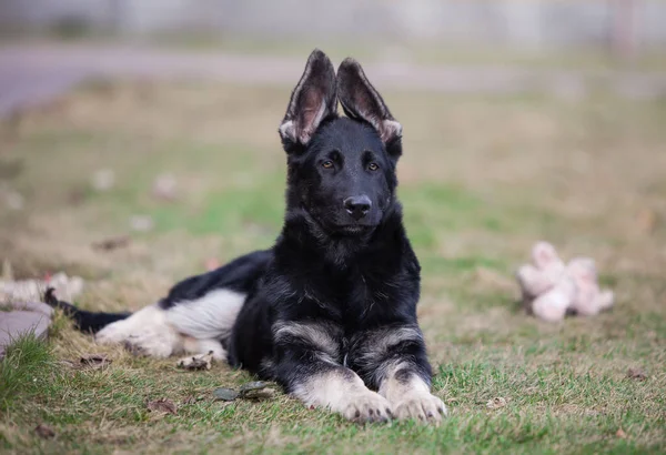 Little Shepherd Puppy Future Protector — Fotografia de Stock