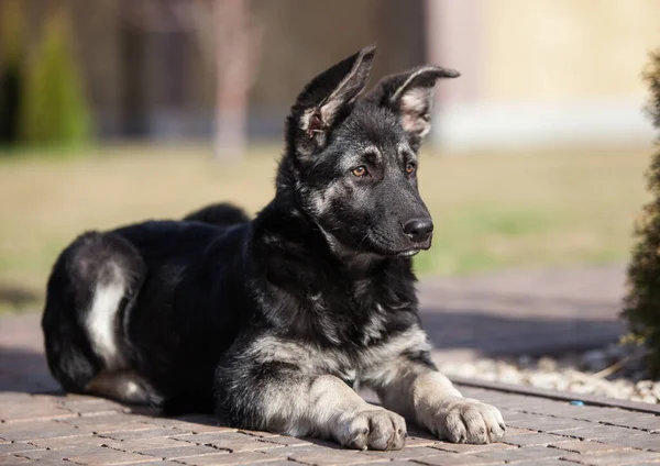 Küçük Çoban Köpeği Geleceğin Koruyucusu — Stok fotoğraf