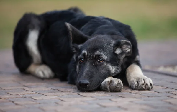 Küçük Çoban Köpeği Geleceğin Koruyucusu — Stok fotoğraf