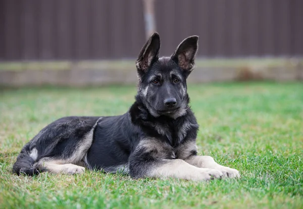 Küçük çoban köpeği geleceğin koruyucusu.
