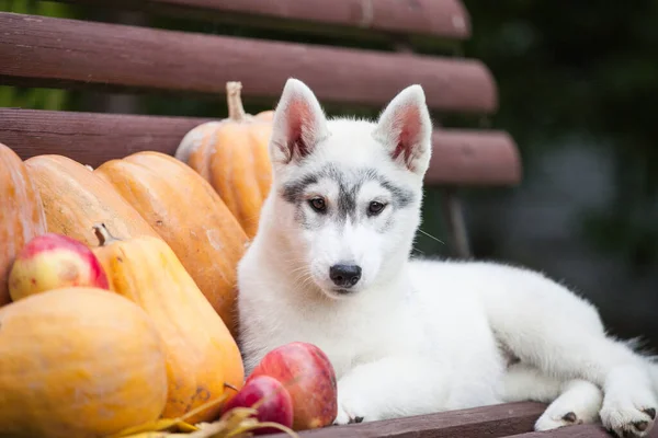Pequeño Cachorro Husky Siberiano Gris Con Manzanas Calabaza — Foto de Stock