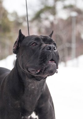  İtalyan Cane Corso köpeği siste.