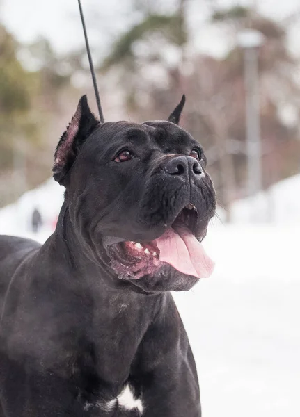 Italiano Cane Corso Perro Niebla — Foto de Stock