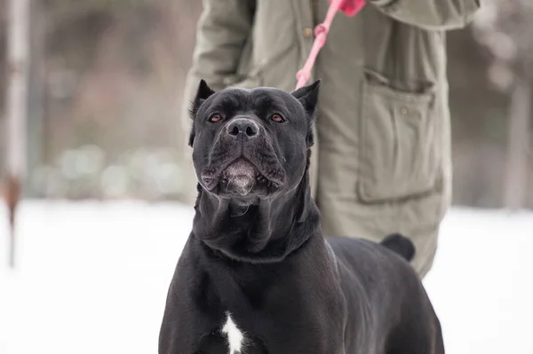 Ιταλικό Σκυλί Cane Corso Στην Ομίχλη — Φωτογραφία Αρχείου