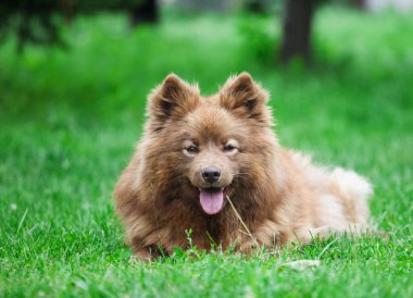 Parkta Fince lapphund