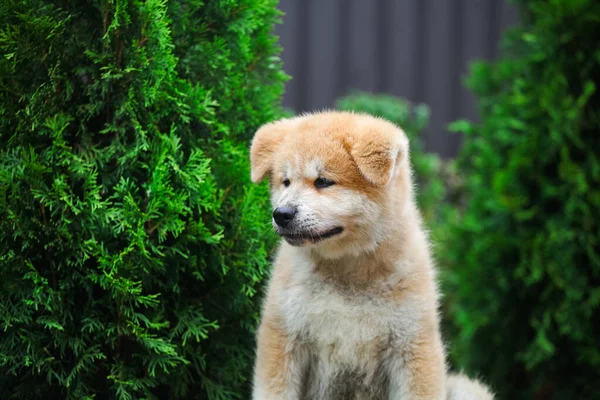 Japán Akita Inu Kiskutya Parkban — Stock Fotó