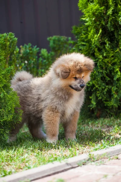 Ιαπωνικά Akita Inu Κουτάβι Στο Πάρκο — Φωτογραφία Αρχείου