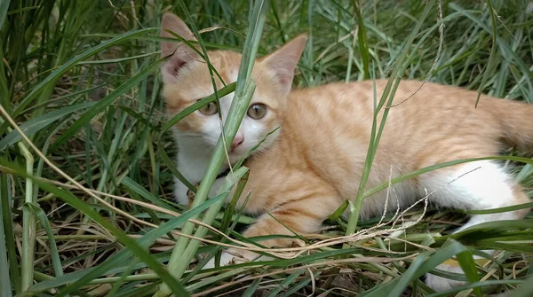 orange cat hiding in the grass