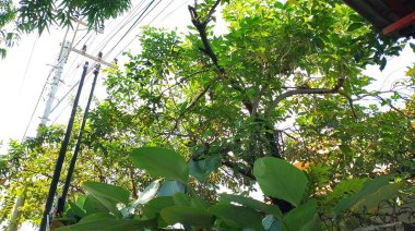 Yol kenarındaki bir ağaç elektrik hatlarını engelliyor.