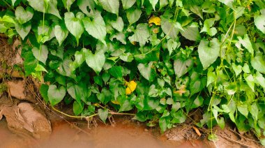 Suyun akışında yayılan bir çeşit betel bitkisi.