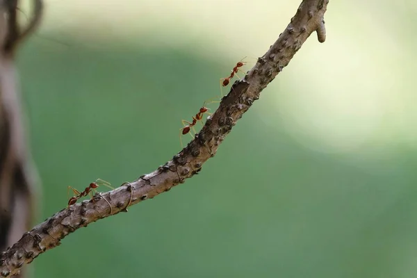 Ants working with food.