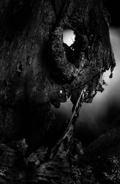 Boszorkányság Arc Közeli Árnyalatok Egy Halálfáról Sötét Erdőben Braga Portugália — Stock Fotó