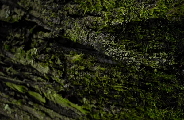 Yosunlu Eski Ağaç Kapalı Arkaplanı.